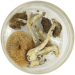 African Cubensis (Panaeolus africanus) | Magic Mushrooms Quebec Canada