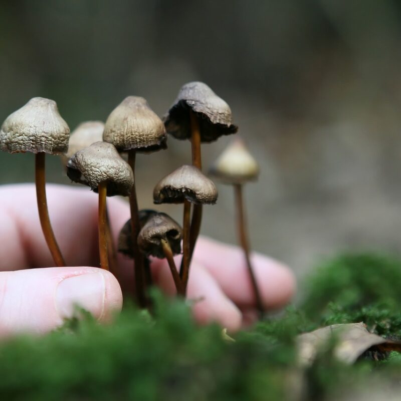Guide to Magic Mushrooms | Magic Mushrooms Quebec Canada