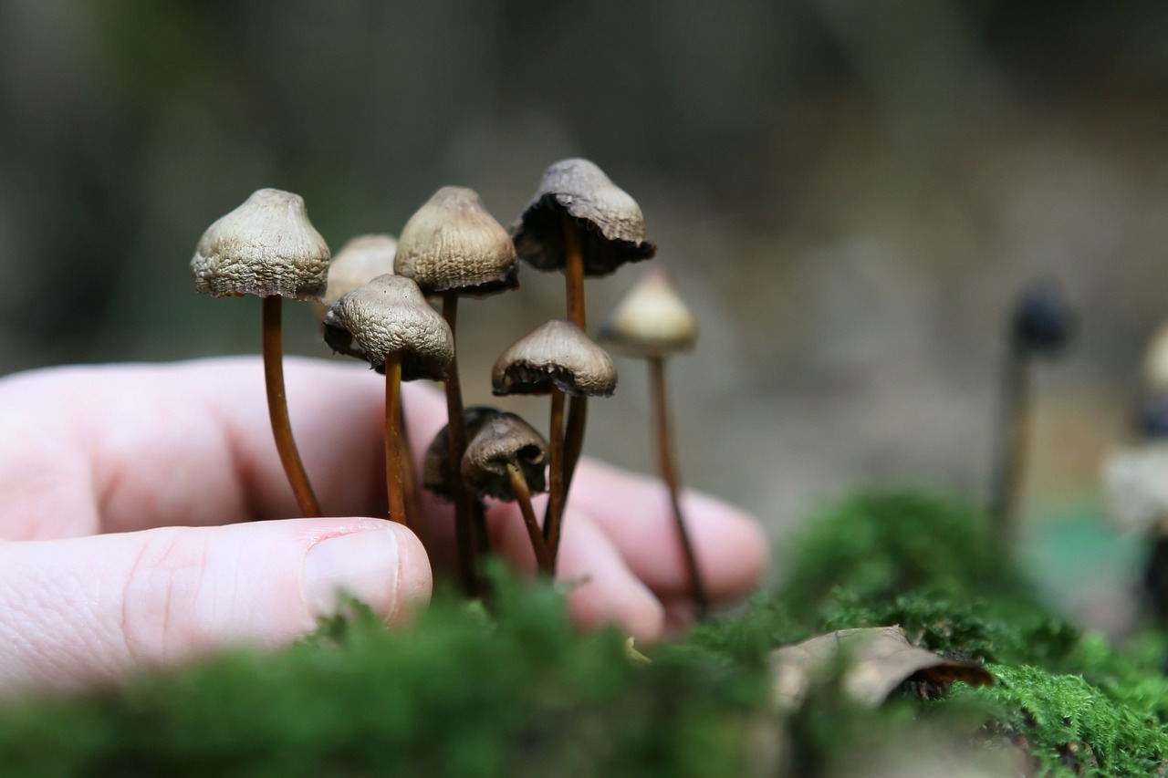 The Foundation of Magic Mushroom Cultivation