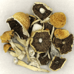 Penis Envy Cubensis | Magic Mushrooms Quebec Canada