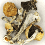 Thai Elephant | Magic Mushrooms Quebec Canada