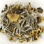 Daddy Long Legs | Magic Mushrooms Quebec Canada