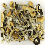 Puerto Rican | Magic Mushrooms Quebec Canada