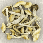 Blue Magnolia Rust | Magic Mushrooms Quebec Canada