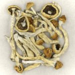 Texas Yellow Cap | Magic Mushrooms Quebec Canada