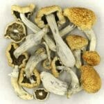 Vietnamese | Magic Mushrooms Quebec Canada