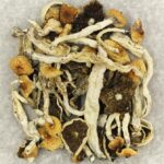 Cuban | Magic Mushrooms Quebec Canada