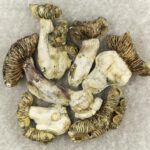 White Burma | Magic Mushrooms Quebec Canada