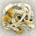 Chitwan Nepal | Magic Mushrooms Quebec Canada