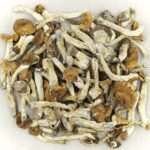 Florida White | Magic Mushrooms Quebec Canada
