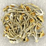 Hautla | Magic Mushrooms Quebec Canada