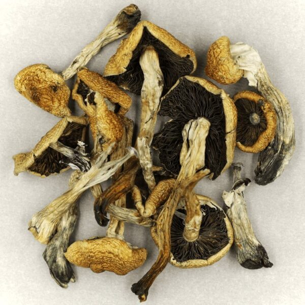 Malabar | Magic Mushrooms Quebec Canada