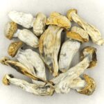 Melmac | Magic Mushrooms Quebec Canada