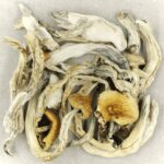 Treasure Coast | Magic Mushrooms Quebec Canada