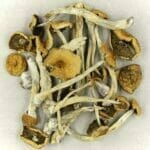 Mexicana | Magic Mushrooms Quebec Canada