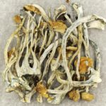 Amazonian Cubensis | Magic Mushrooms Quebec Canada