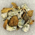 King Kong | Magic Mushrooms Quebec Canada