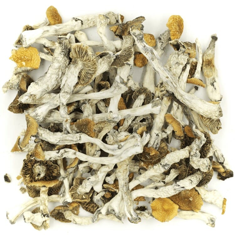 What are the Best Shrooms Online? Mush Golden Teacher at Magic Mushrooms Quebec Canada