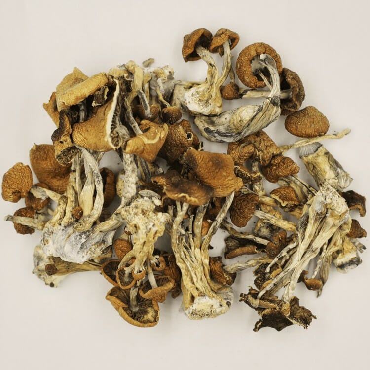 Psilocybe Cubensis at Magic Mushrooms Quebec Canada