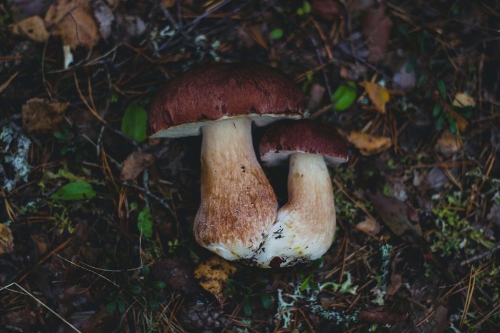 Amazonian Cubensis at Magic Mushrooms Quebec Canada