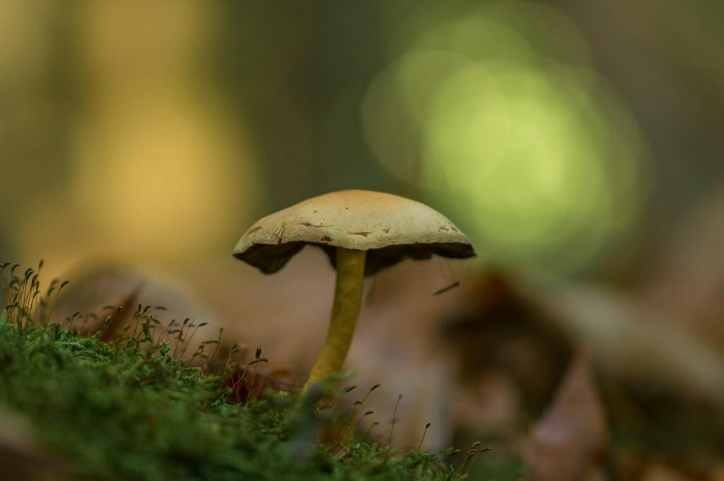 Sourcing High-Quality Magic Mushrooms psilocybe cubensis at Magic Mushrooms Quebec Canada