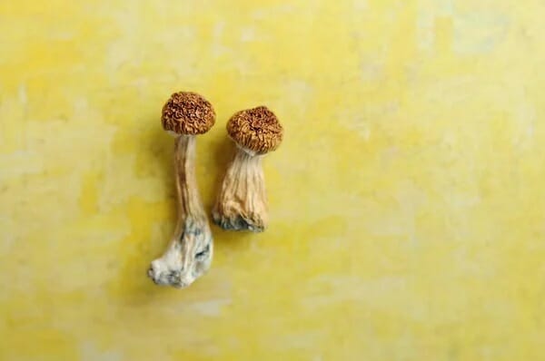 Lemon Tek at Zoomies Canada | Magic Mushrooms Quebec Canada