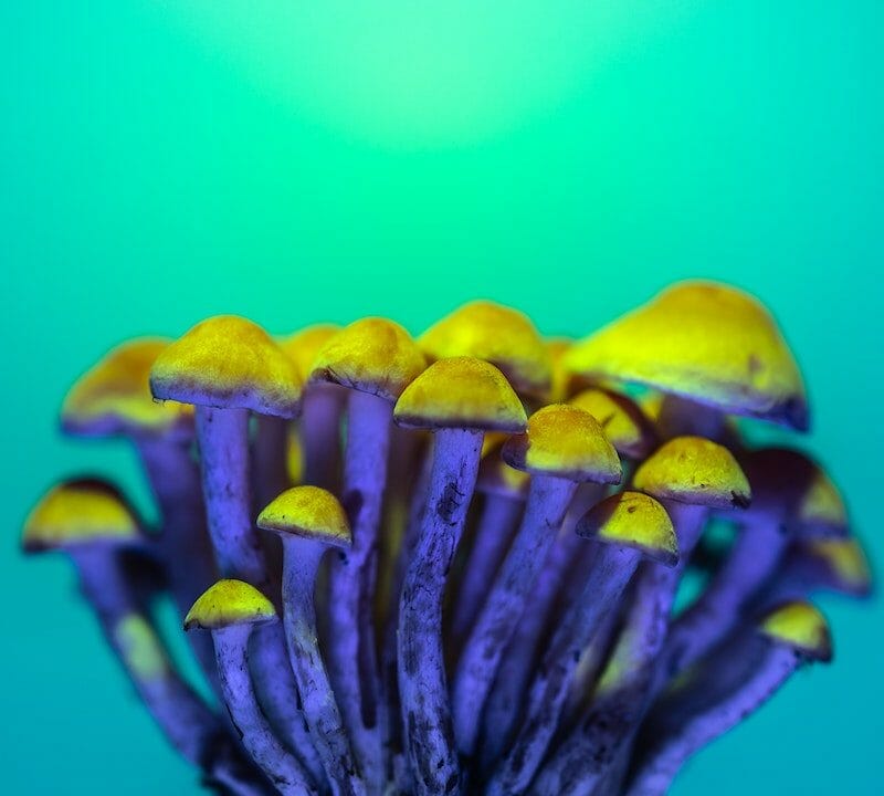 LSD Edibles | Magic Mushrooms Quebec Canada