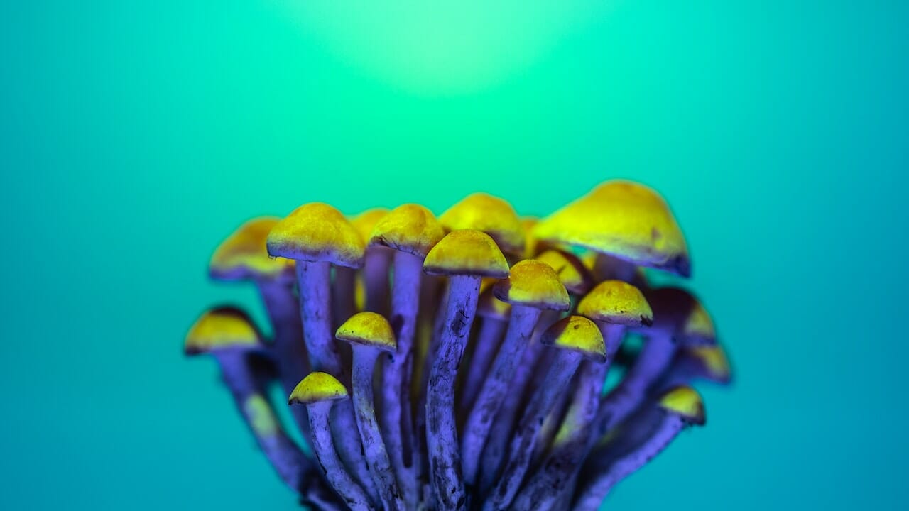 Exploring the Psychedelic Potential of LSD-Infused Edibles: A Dive into Psychedelic Chemistry