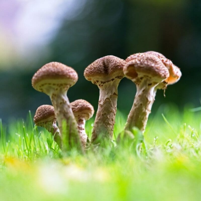 Mushroom Dispensary | Magic Mushrooms Quebec Canada