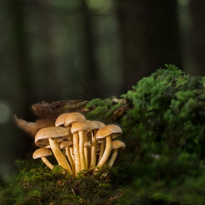 Strongest Mushroom Strains | Magic Mushrooms Quebec Canada