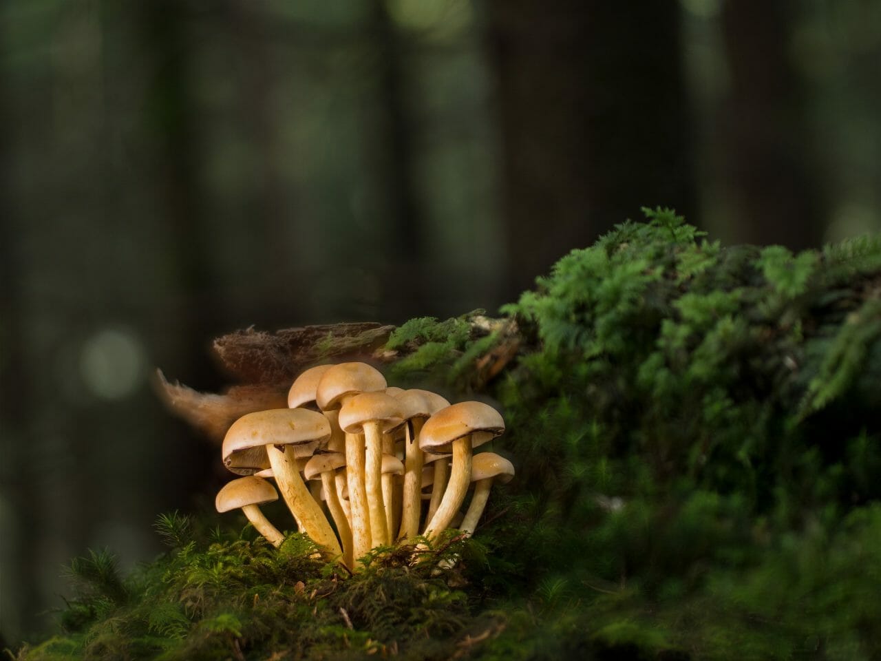 The Most Potent Magic Mushrooms, Ranked in Order of Strength