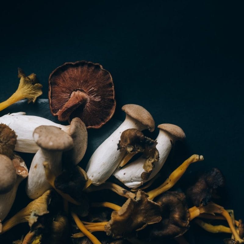 Dried Shrooms | Magic Mushrooms Quebec Canada