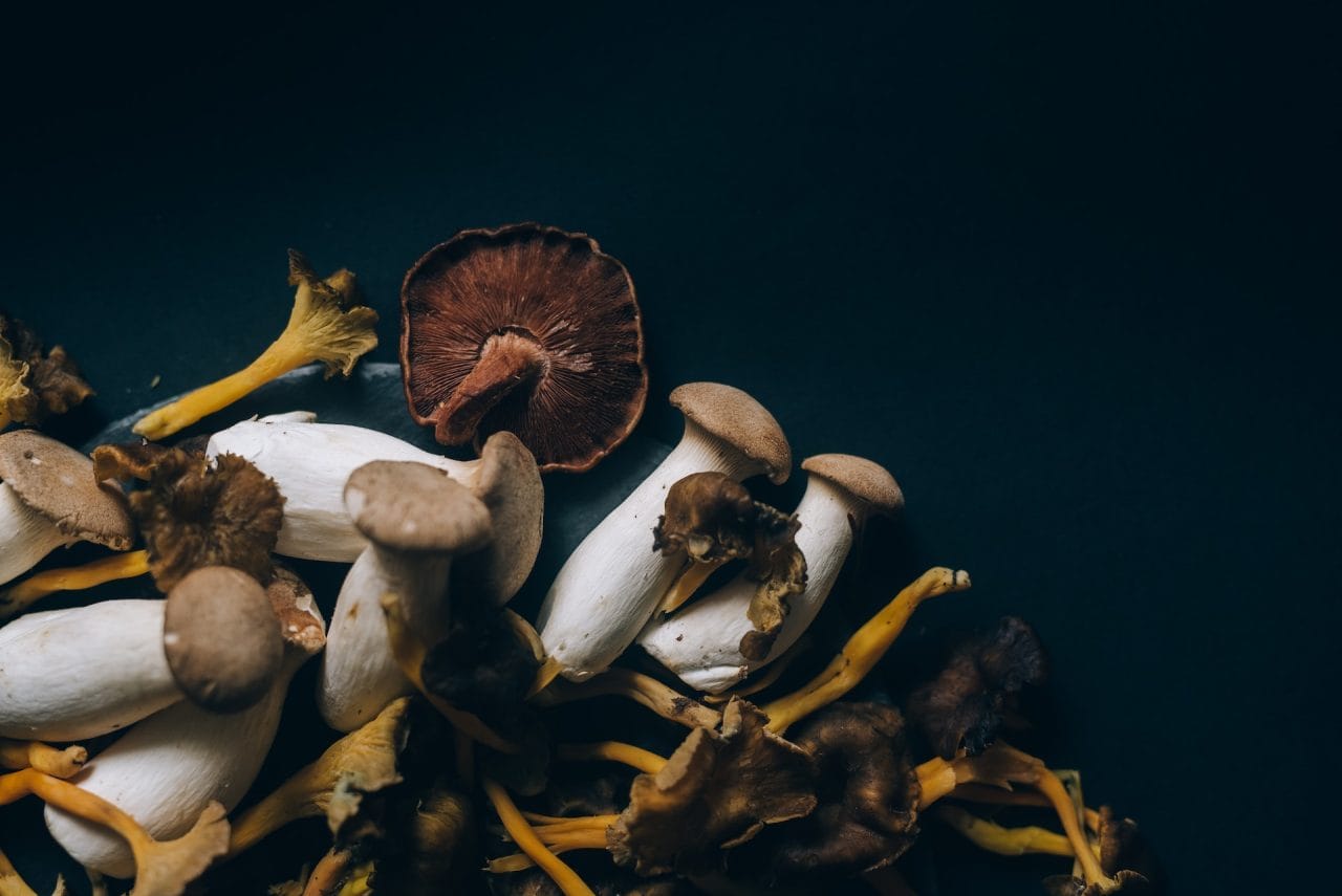 Studies Indicate That Dried Psychedelic Mushrooms Induce a ‘Conscious Dreaming’ Experience