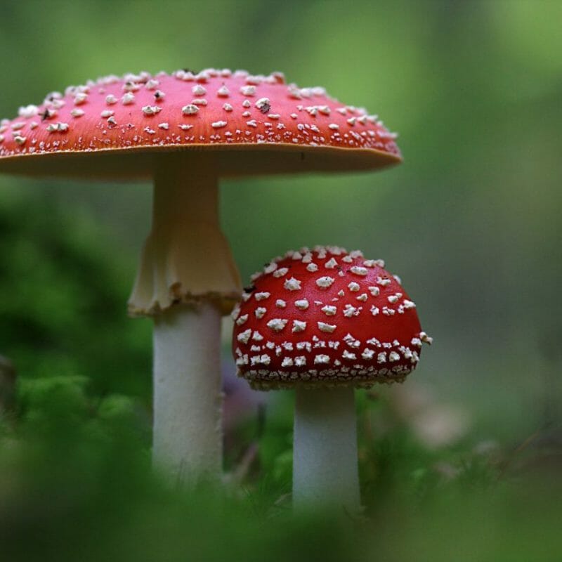 Magic Mushrooms Canada | Magic Mushrooms Quebec Canada