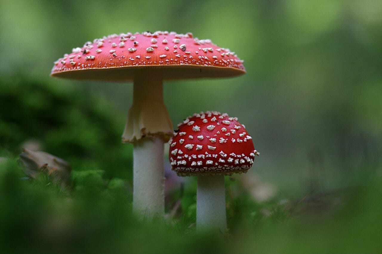The Emergence of Magic Mushrooms in Canada: Highly Recommended Varieties to Try