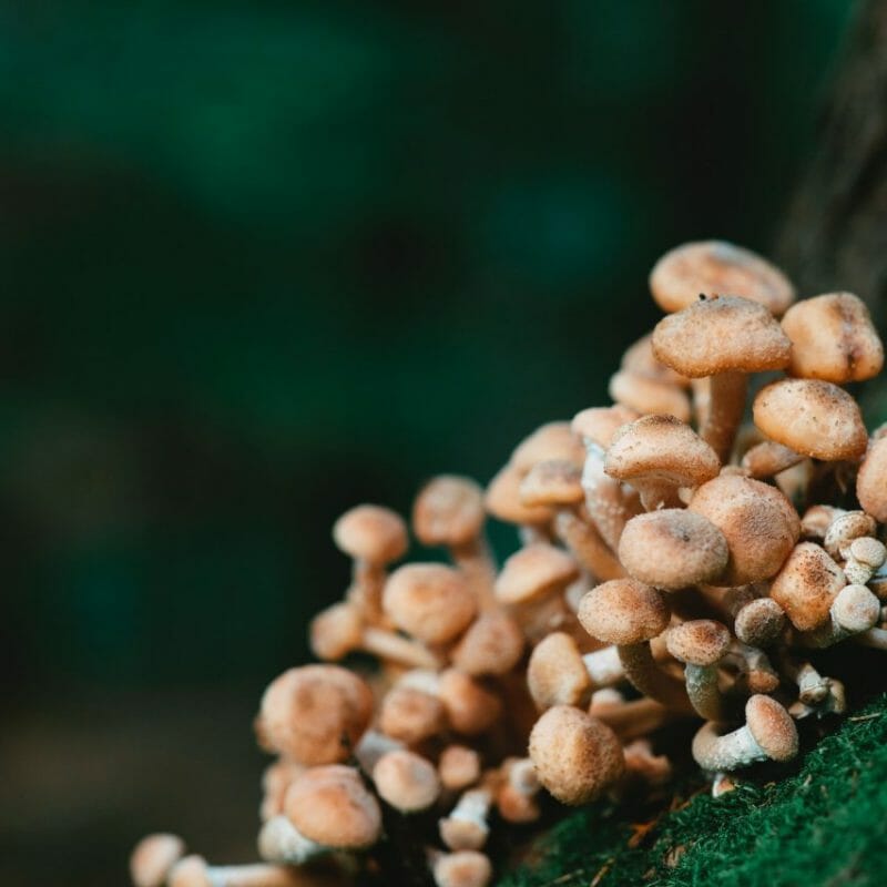 Mushroom Dispensary - Zoomies | Magic Mushrooms Quebec Canada