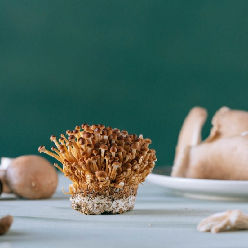 Buy Magic Mushroom | Magic Mushrooms Quebec Canada