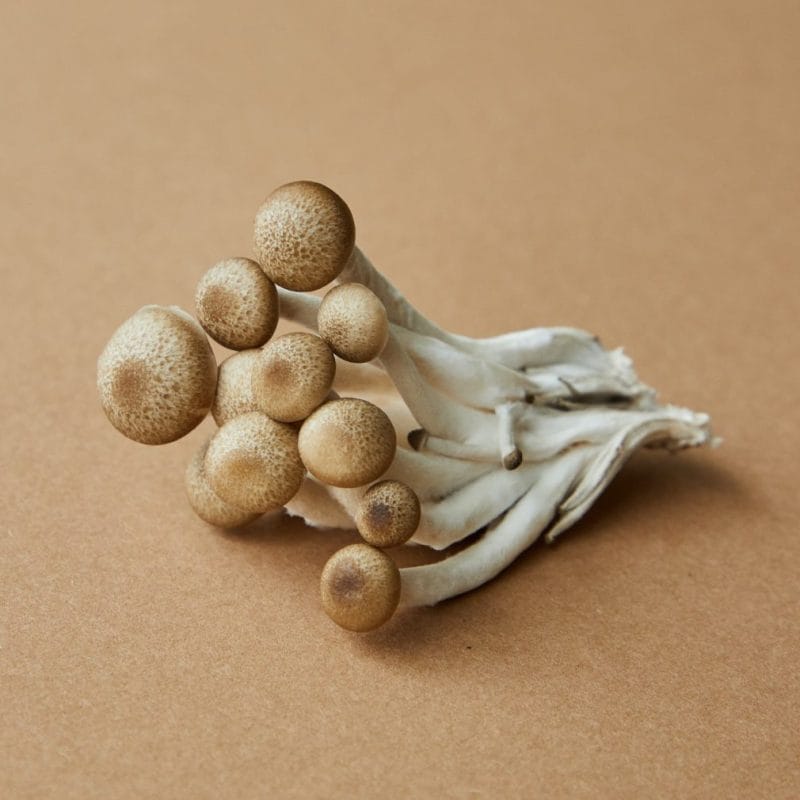 strongest mushroom strain | Magic Mushrooms Quebec Canada