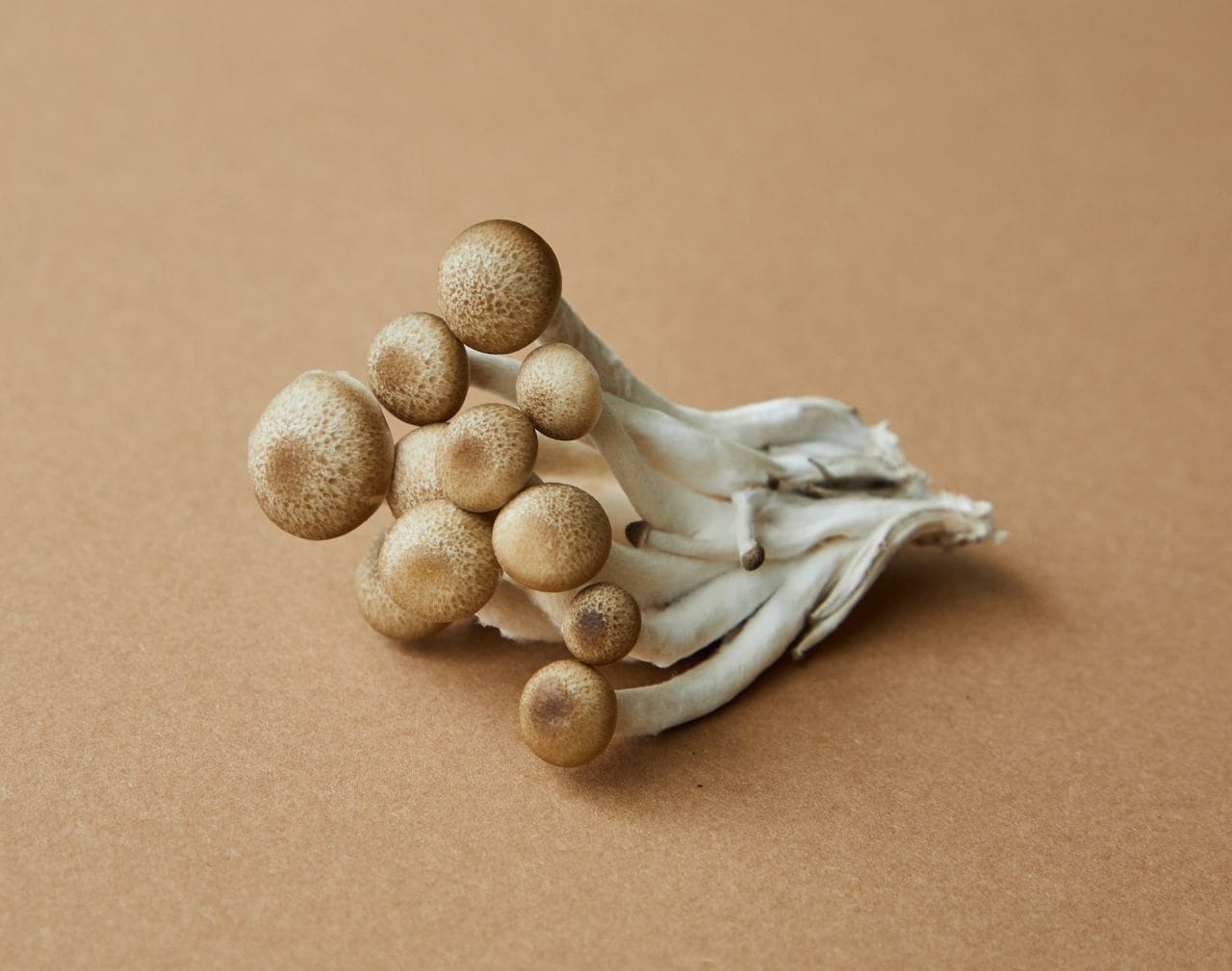 Diving Deeper: An In-Depth Examination of the Most Potent Mushroom Strain, Penis Envy