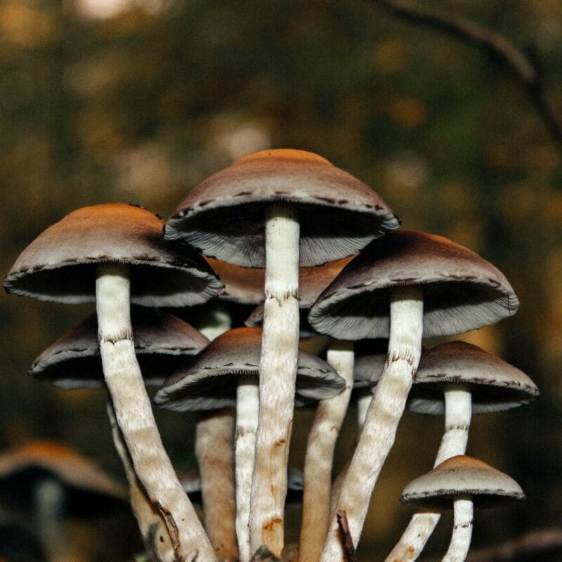 Microdose Mushrooms | Magic Mushrooms Quebec Canada