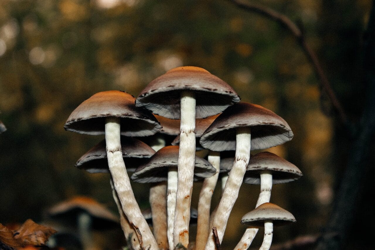 A Compilation of Cases on Microdose Mushrooms for Persistent Pain Alleviation