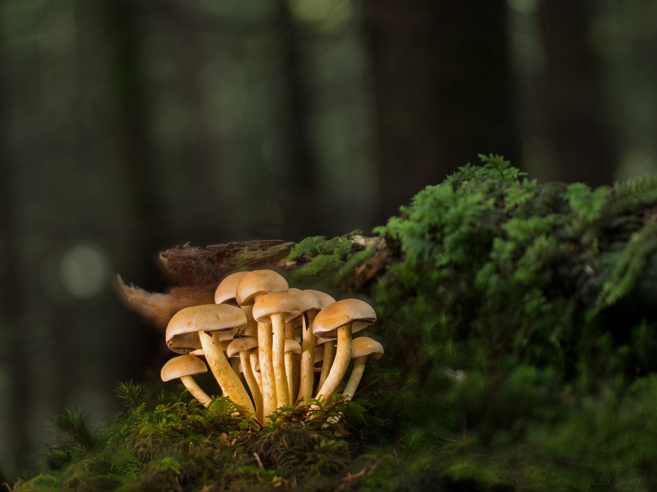 Purchase Mushrooms Online and Explore the Best Mushroom Varieties