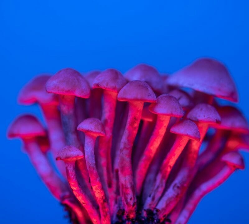 Shrooms Delivery in Canada | Magic Mushrooms Quebec Canada