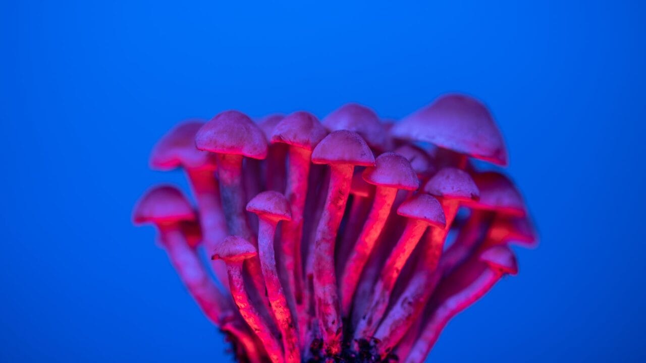Delivery of Shrooms for Boosting Cognitive Functions: An Exploration of the Advantages of Nootropics