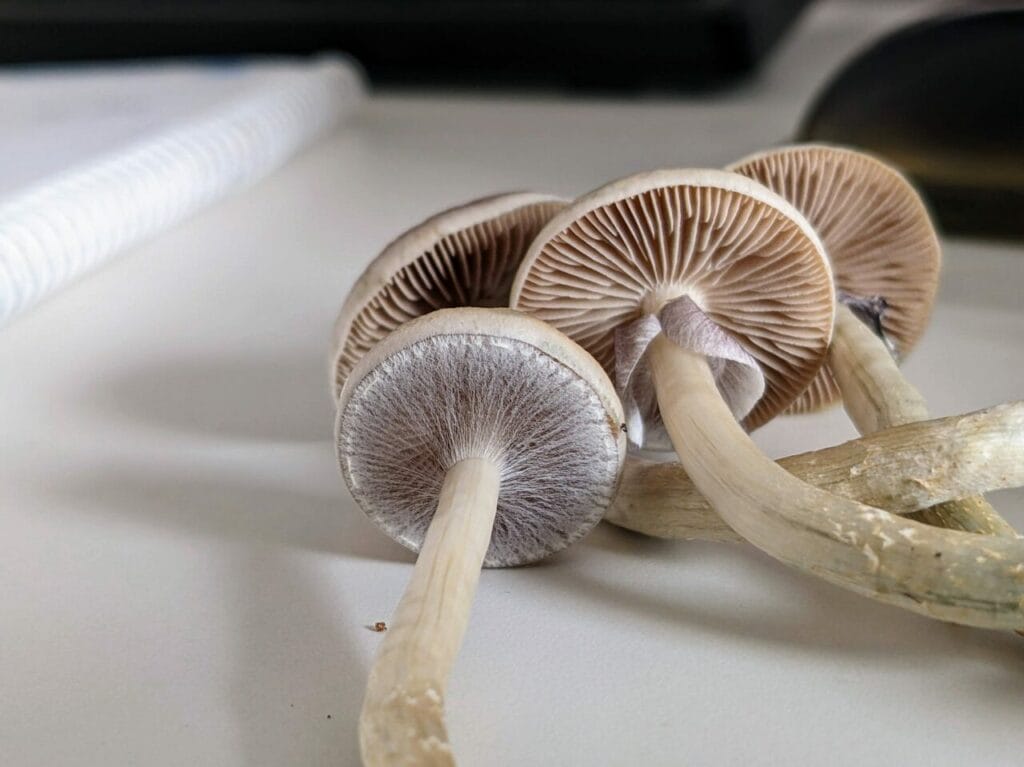 Magic Mushrooms at Magic Mushrooms Quebec Canada