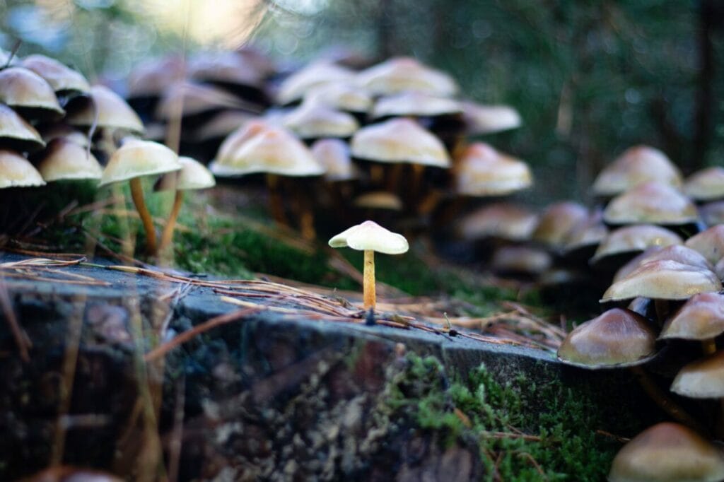 Shroom Delivery at Magic Mushrooms Quebec Canada