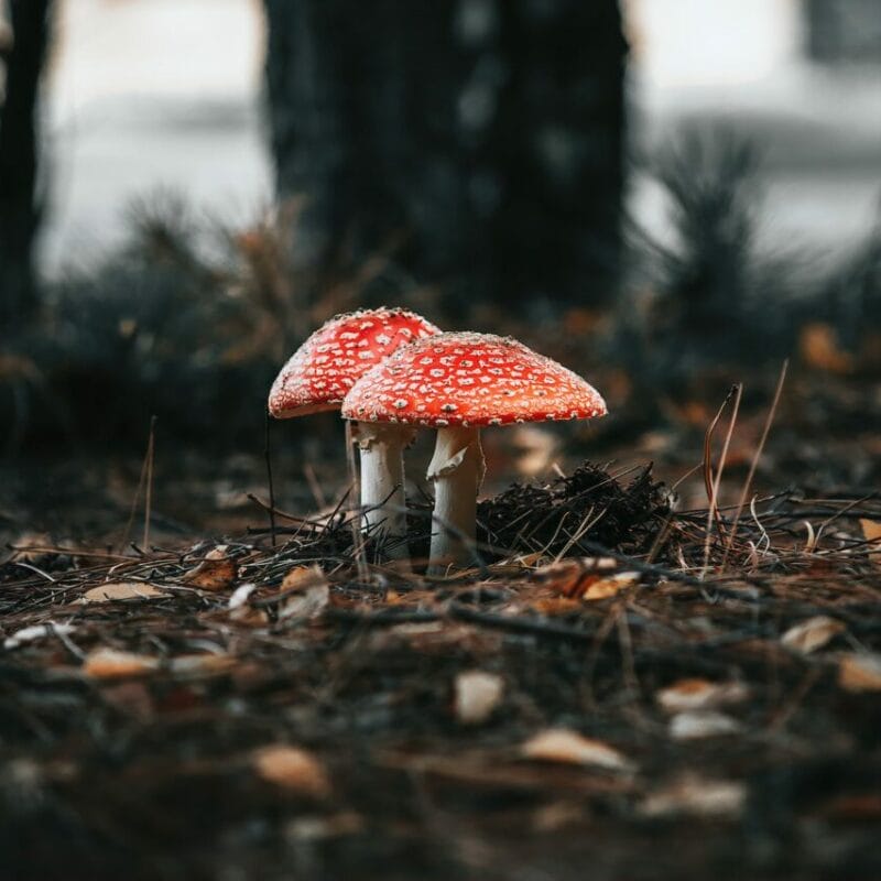 Shroom online delivery at Zoomies Canada | Magic Mushrooms Quebec Canada