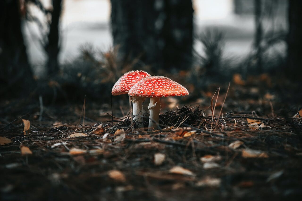 The Upheaval of Psilocybin: Manufacturing, Exploration, and Future Direction