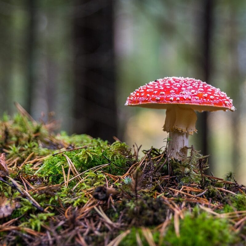 Shrooms Online in Canada | Magic Mushrooms Quebec Canada