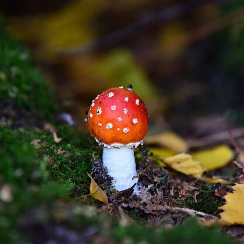 buy LSD online in Canada | Magic Mushrooms Quebec Canada